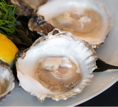 Platte oester uit Zeeland